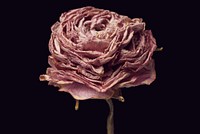 Dried pink buttercup flower on a black background