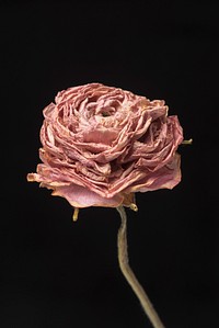 Dried pink buttercup flower on a black background
