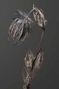 Dried blue thistle flower on a gray background