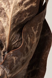 Dried protea leaves textured background