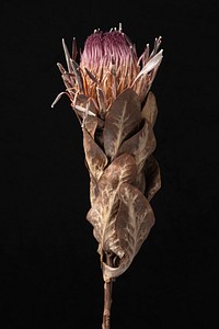 Dried pink protea with leaves on a black background