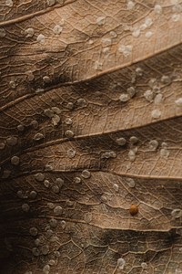 Dried Bodhi leaf textured background