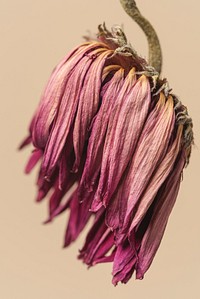 Dried pink gerbera flower on a brown background