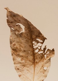 Decomposed dried brown leaf macro shot