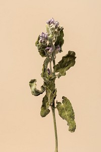 Dried tweedia oxypetalum flower on a beige background