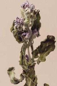 Dried tweedia oxypetalum flower on a beige background