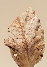 Decomposed dried brown leaf macro shot