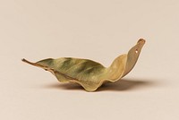 Dried green leaf on a beige background