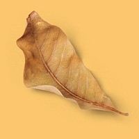 Dried brown leaf on a yellow background