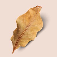 Dried brown leaf on a beige background