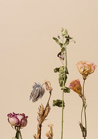 Dried flowers on a beige background