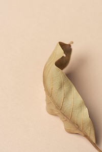 Dried green leaf on a dull orange background
