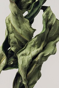 Dried peony leaf on a gray background