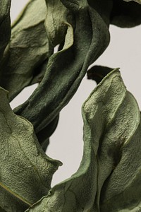 Dried peony leaf on a gray background