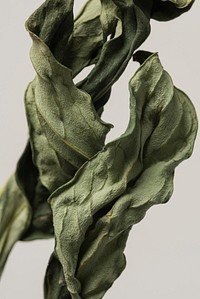 Dried peony leaf on a gray background
