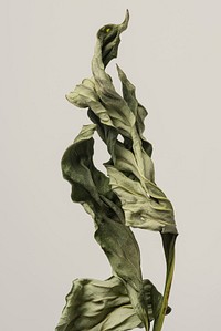 Dried peony leaf on a gray background