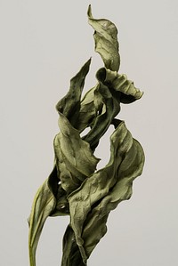 Dried peony leaf on a gray background