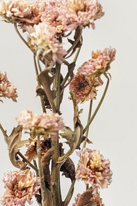 Dried chrysanthemum flower on a gray background