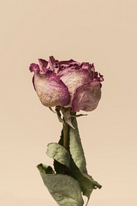 Dried pink rose flower on a brown background