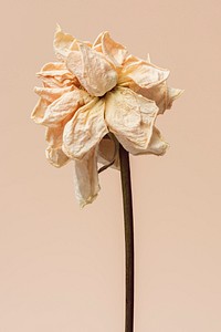 Dried white rose flower  on a light orange background