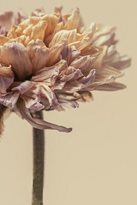 Dried chrysanthemum flower on a beige background