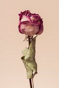 Dried pink rose flower on a brown background