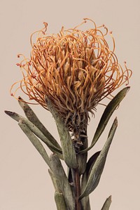 Dried orange pincushion protea flower on a brown background