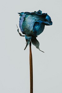 Dried blue rose on a gray background