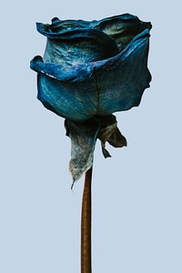 Dried blue rose on a blue background