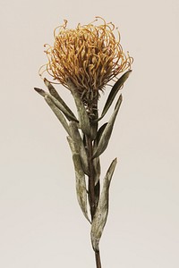Dried orange pincushion protea flower on a beige background