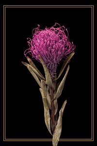 Gold frame with a dried pincushion protea flower on a black background