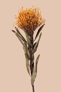 Dried orange pincushion protea flower on a brown background