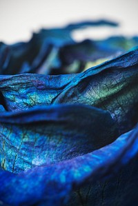 Dried blue rose macro shot