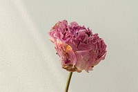 Dried pink peony flower on a sage background with prism light