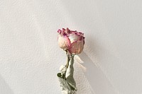 Dried pink rose with a shadow on a background