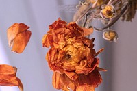 Dry orange ranunculus on a purple background