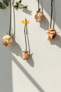 Dried rose flowers taped on a white wall