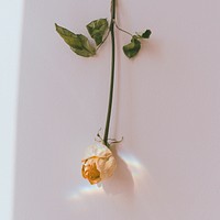 Upside down white rose on a wall