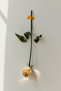 Dried rose flower taped on a white wall