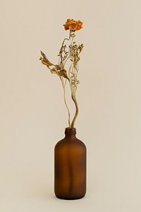 Dry orange ranunculus in a brown glass vase