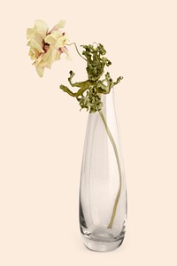Dried pink anemone flower in a glass vase