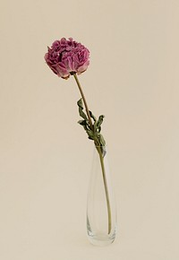 Dried pink peony flower in a clear vase