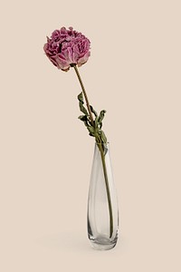 Dried pink peony flower in a clear vase