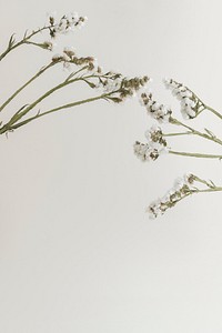 Blooming white statice flower on a gray background with design space