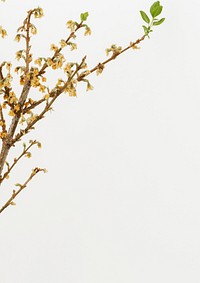 Dried Forsythia branch on an off white background with a design space