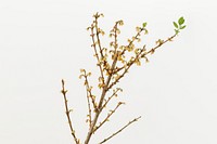 Dried Forsythia branch on an off white background