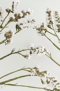 Blooming white statice flower on a gray background with design space