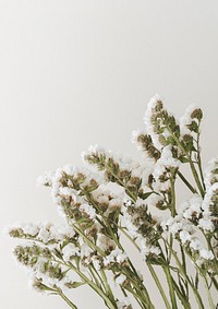 Blooming white statice flower on a gray background with design space