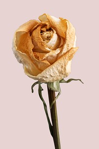 Dried white rose flower on a pink background