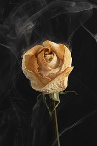 Dried white rose on a black background